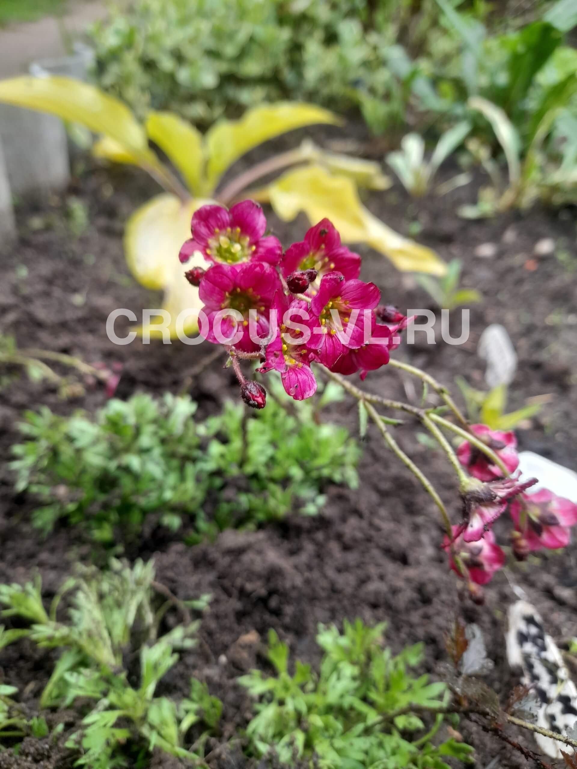 Камнеломка Арендса «Saxony Red»